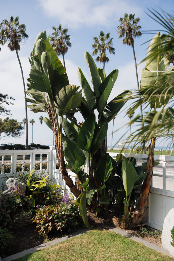 Tropical California landscaping and palm trees outside Scripps Seaside Forum
