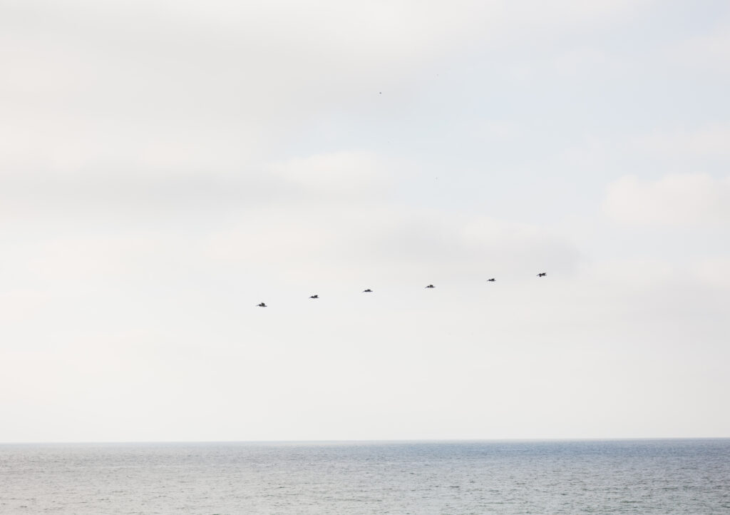 Birds flying over the Pacific Ocean beside Scripps Seaside Forum