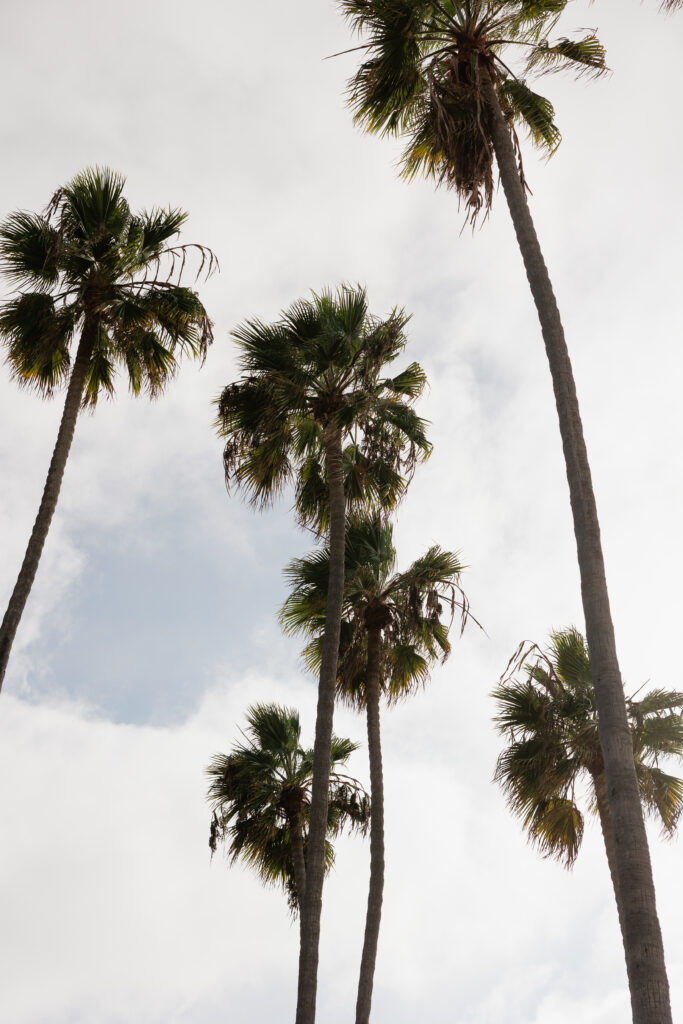 Palm trees framing the California coast at Scripps Seaside Forum